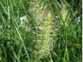 Pennisetum alopecuroides 