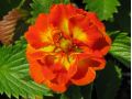 Potentilla 