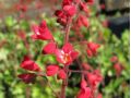 Heuchera sanguinea 