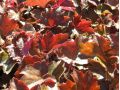 Heuchera americana 