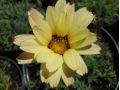 Leucanthemum 
