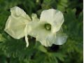 Erodium chrysanthum - pumpava