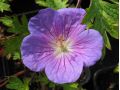 Geranium himalayense 