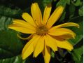 Heliopsis helianthoides 