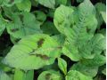 Persicaria filiformis - rdesno