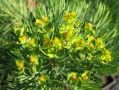 Euphorbia cyparissias - pryšec chvojka