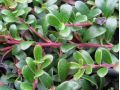 Arctostaphylos uva - ursi - medvědice lékařská