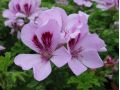 Pelargonium 