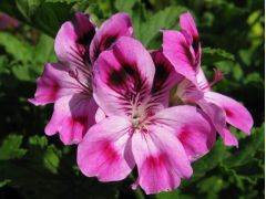 Pelargonium 