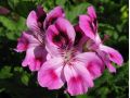 Pelargonium 