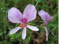 Pelargonium crispum - pelargonie, muškát vonný