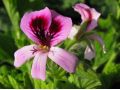 Pelargonium 