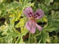 Pelargonium graveolens 