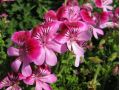 Pelargonium 