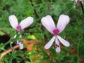 Pelargonium fruticosum - pelargonie, muškát vonný