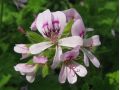 Pelargonium tomentosum - pelargonie, muškát vonný