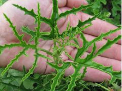 Pelargonium scabrum - pelargonie, muškát vonný značka zahradnictví
