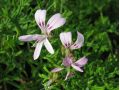 Pelargonium radens - pelargonie, muškát vonný