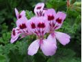 Pelargonium 