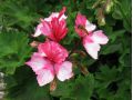 Pelargonium 