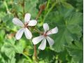 Pelargonium fragrans - pelargonie, muškát vonný