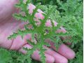 Pelargonium pseudoglutinosum 