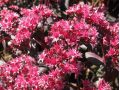 Sedum 