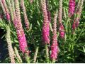 Veronica spicata 