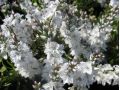 Veronica prostrata 