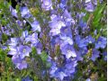 Veronica prostrata - rozrazil rozprostřený