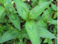 Persicaria odorata - vietnamský koriandr, Rau Ram, Kesom