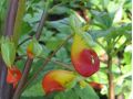 Impatiens niamniamensis - netýkavka konžská, papoušek