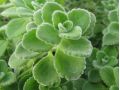 Plectranthus species (