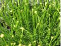 Santolina ericodes - svatolina vřesovcovitá