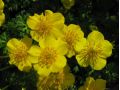 Trollius pumilus - upolín