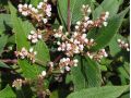 Persicaria campanulata - rdesno