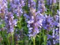 Nepeta nervosa - šanta