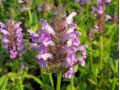 Nepeta nervosa 