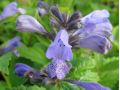 Nepeta subsessilis 