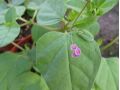 Boerhavia diffusa - punarnava