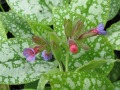 Pulmonaria saccharata 