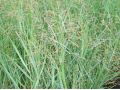 Panicum virgatum ' Prairie Sky ' - proso prutnaté
