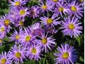 Aster dumosus 