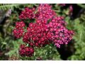 Achillea millefolium 