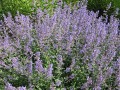 Nepeta faassenii 