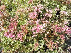 Sedum spurium 