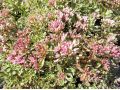 Sedum spurium 