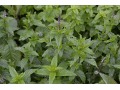 Mentha spicata 