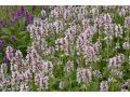Stachys ( Betonica) officinalis 