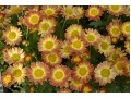 Chrysanthemum ( Dendranthema )  x indicum 